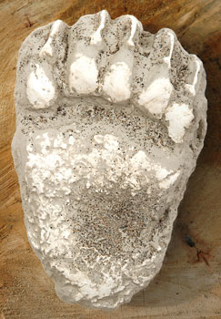 cast of a grizzly bear paw print