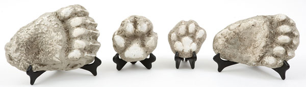 casts of animal tracks