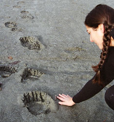 size of a grizzly bear track